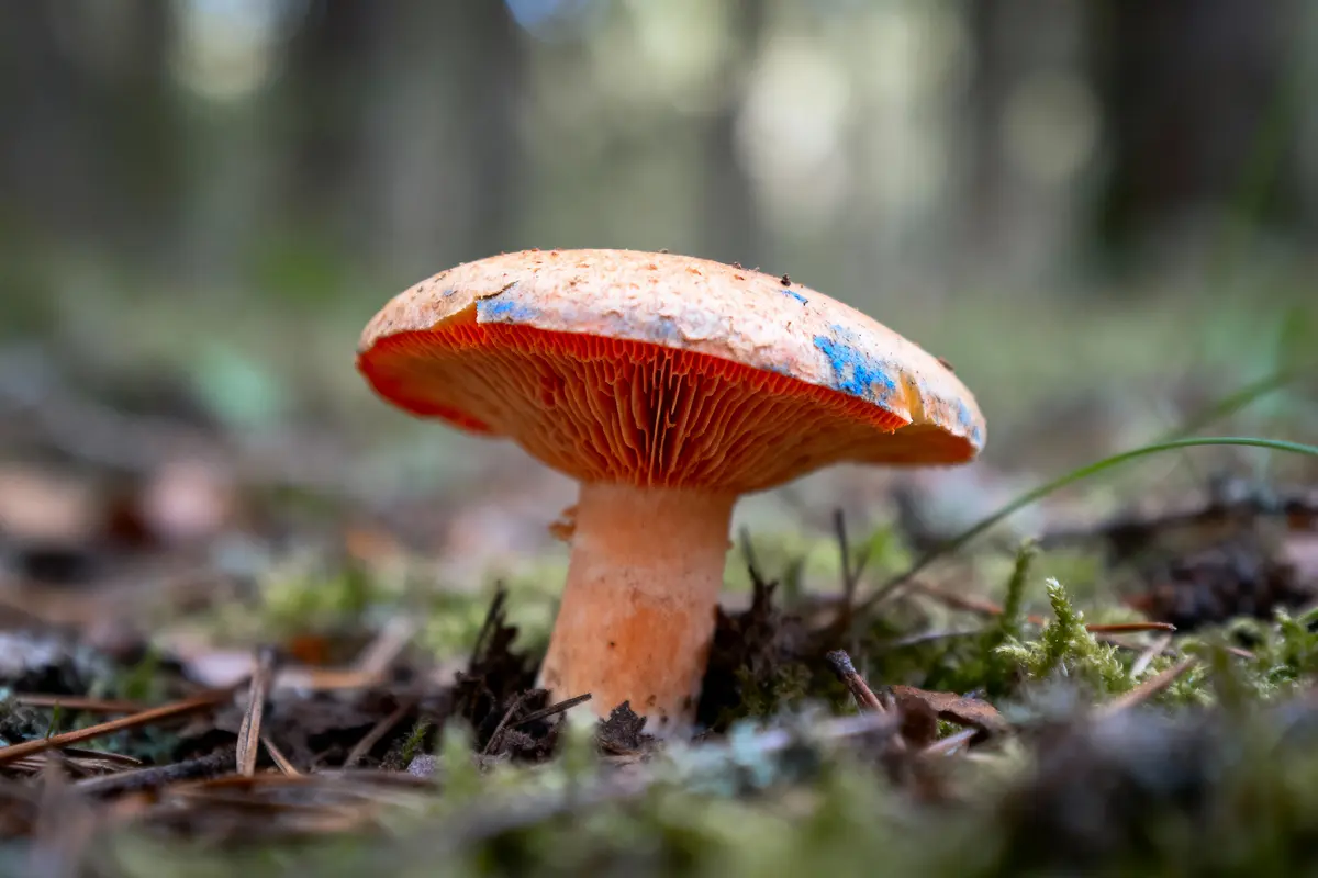 pexels-michal-pech-213601-757318 (1) Champignon forestier orange et bleu, avec lamelles rouges, poussant sur sol moussu et forestier, en gros plan.