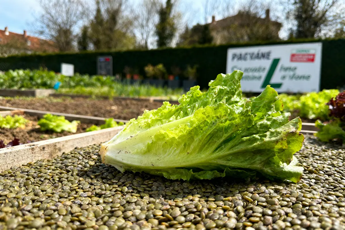 Laitue posée sur des lentilles, jardin en arrière-plan avec pancarte publicitaire floue.