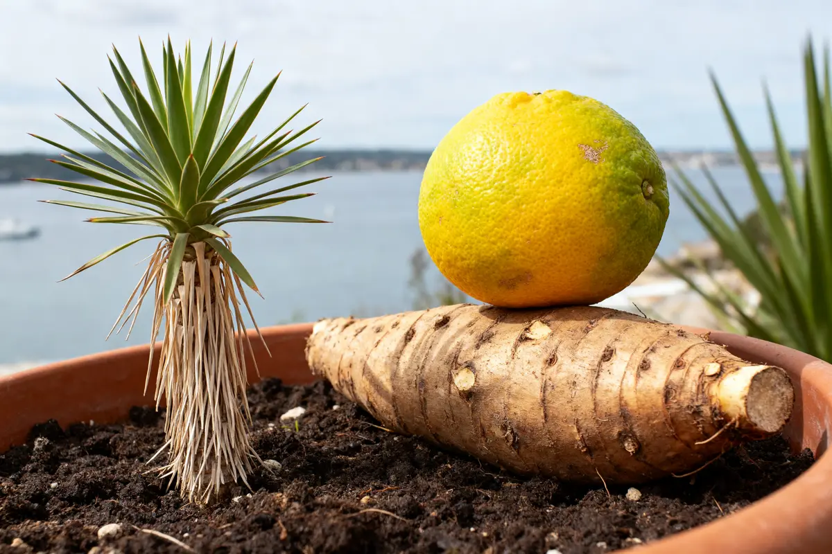 pexels-michal-pech-213601-757318 (1) Plante yuzu fruit en y sur racine de manioc en pot extérieur bord de mer